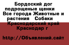 Бордоский дог подрощеные щенки.  - Все города Животные и растения » Собаки   . Краснодарский край,Краснодар г.